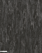 Pear | DK.32880-11